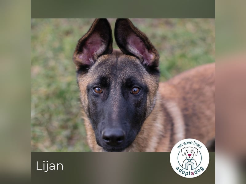 Lijan: Hundekind sucht ein Zuhause
