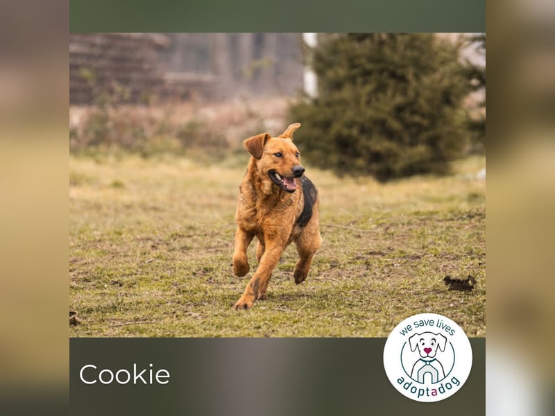 Cookie: Kennt nur das Tierheim