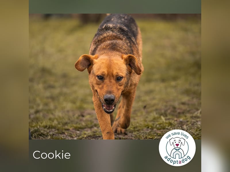 Cookie: Kennt nur das Tierheim