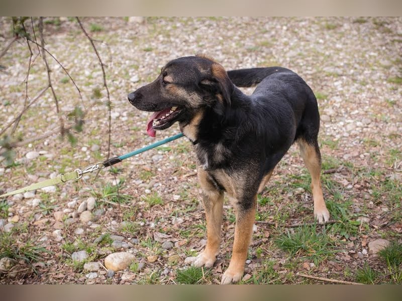 Maxi: Sonnenschein auf vier Beinen