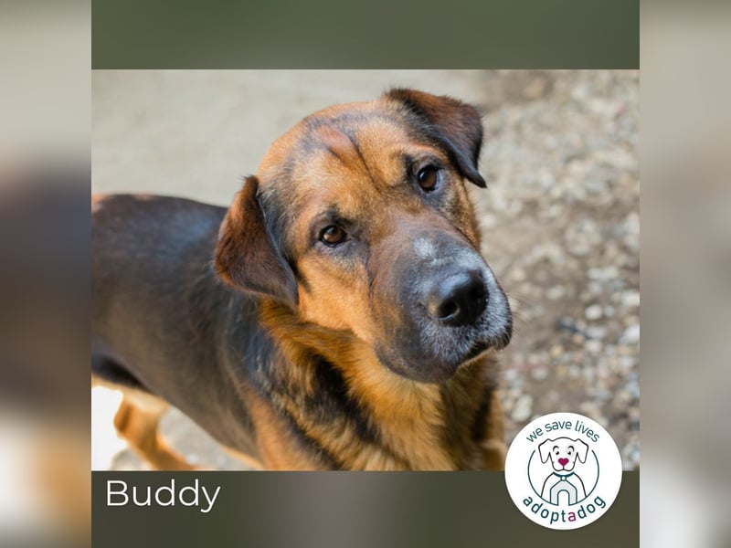 Buddy: Sucht ein Zuhause