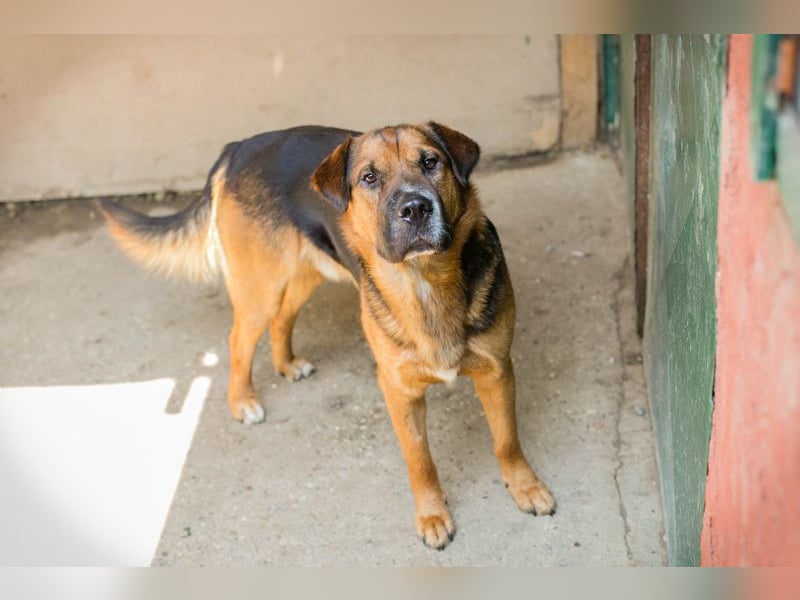 Buddy: Sucht ein Zuhause