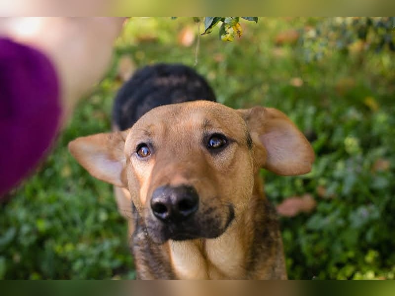 Cookie: Kennt nur das Tierheim