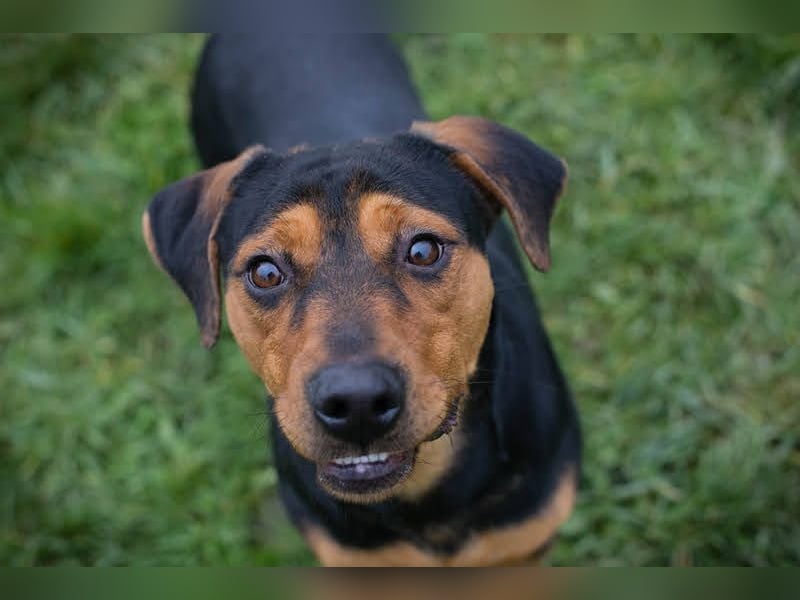 Chico – Sucht aktive Menschen!