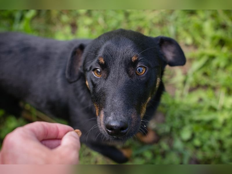 Chip 231610: Sucht ein Zuhause