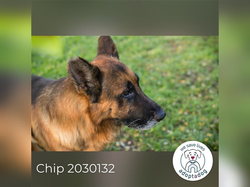 Chip 2030132: sucht ein Zuhause