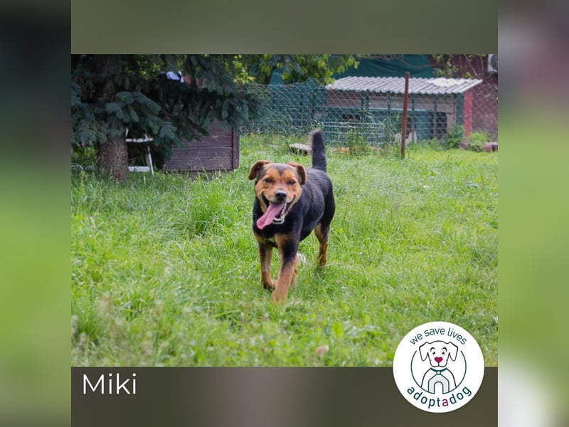 Miki: Liebenswerter Gefährte wartet
