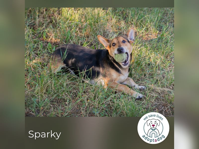 Sparky: sucht ein Zuhause