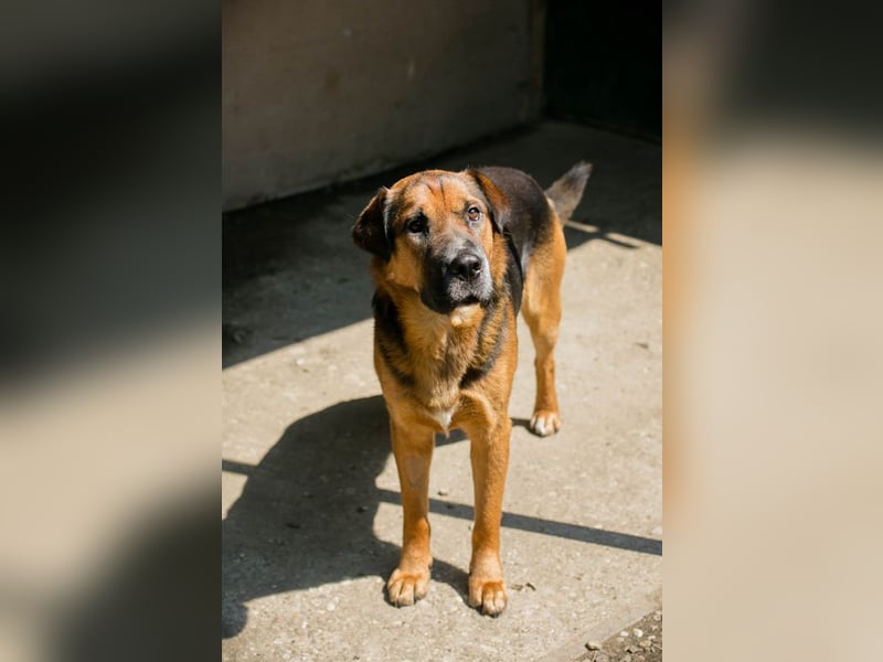 Buddy: Sucht ein Zuhause