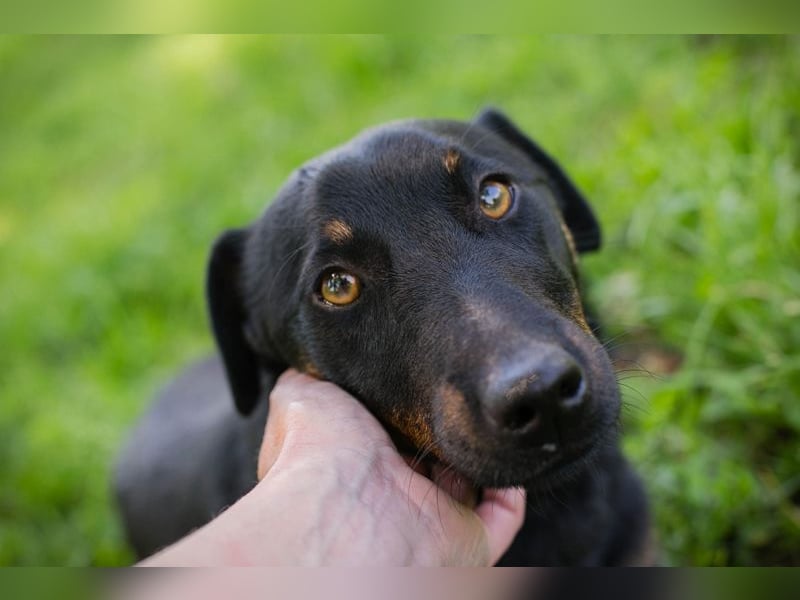 Chip 231610: Sucht ein Zuhause