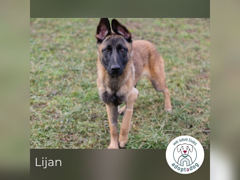 Lijan: Hundekind sucht ein Zuhause