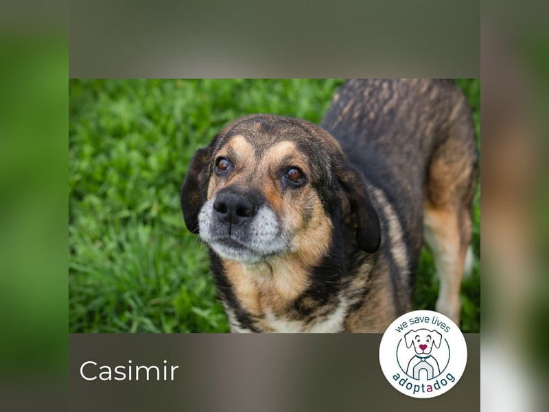 Casimir: Lieber Rüde