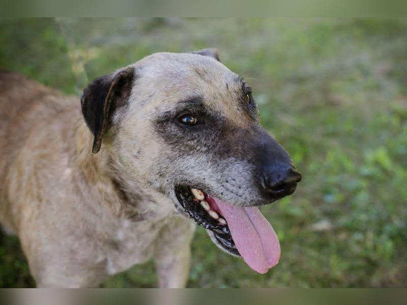 Darijo: Geschenk in Hundeform