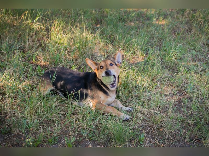 Sparky: sucht ein Zuhause