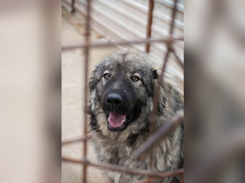 Paul: Besonderer Hund braucht ein Zuhause