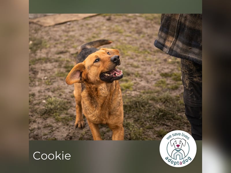 Cookie: Kennt nur das Tierheim
