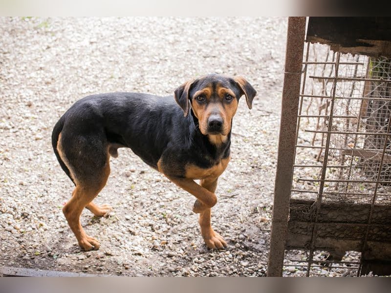 Chico – Sucht aktive Menschen!