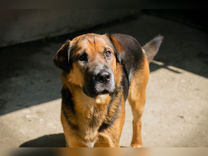 Buddy: Sucht ein Zuhause