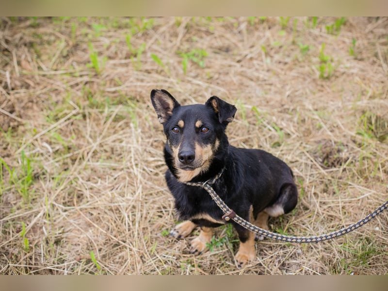 Thom: Sucht ein Zuhause