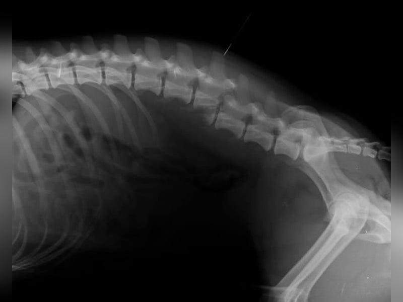Sidney: Ein Wunder auf vier Pfoten