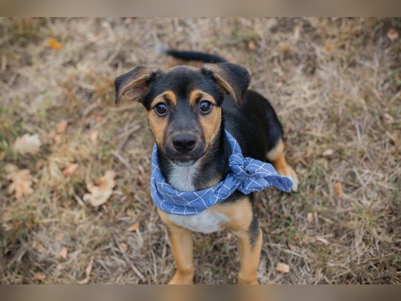 Chip 230354: Hundekind sucht ein Zuhause