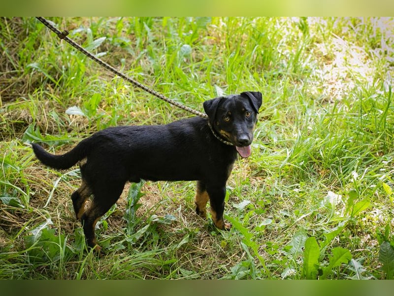Chip 231610: Sucht ein Zuhause