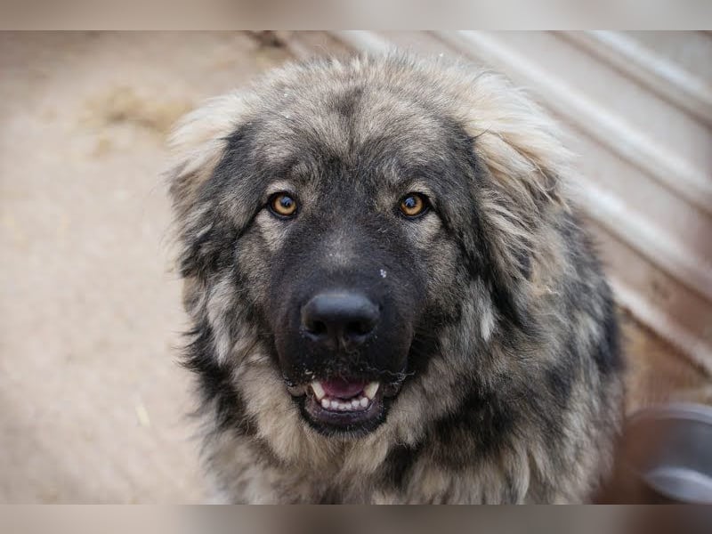 Paul: Besonderer Hund braucht ein Zuhause