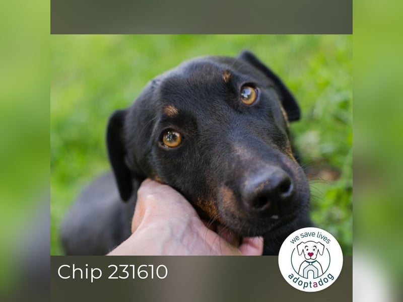 Chip 231610: Sucht ein Zuhause