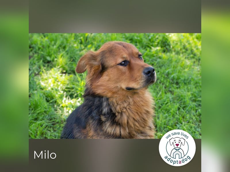 Milo – Harte Schale, weicher Kern