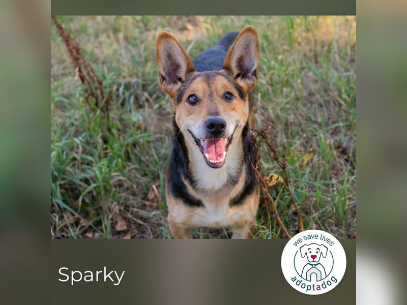 Sparky: sucht ein Zuhause