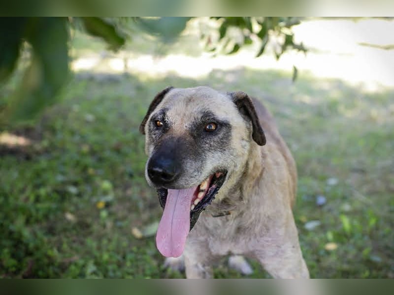 Darijo: Geschenk in Hundeform