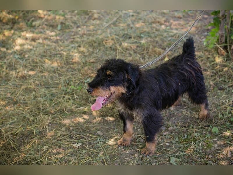 Eliot: Sucht ein Zuhause