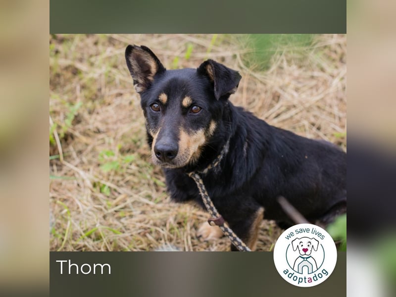 Thom: Sucht ein Zuhause