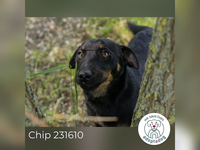 Chip 231610: Sucht ein Zuhause