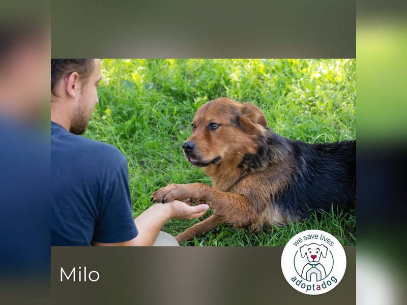 Milo – Harte Schale, weicher Kern