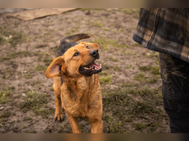 Cookie: Kennt nur das Tierheim