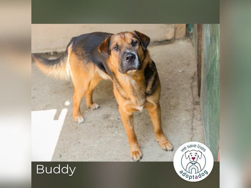 Buddy: Sucht ein Zuhause