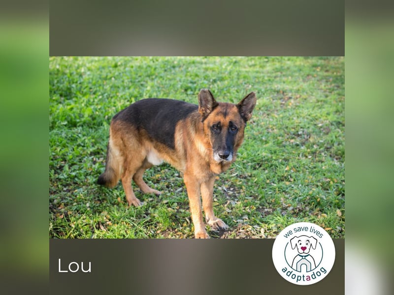 Lou: sucht ein Zuhause