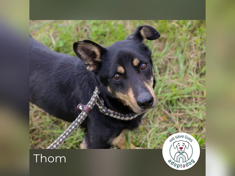 Thom: Sucht ein Zuhause