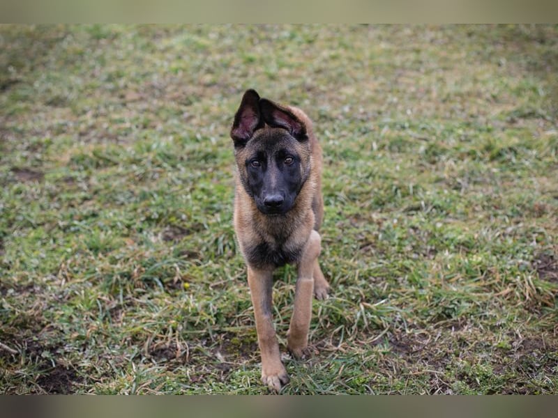 Lijan: Hundekind sucht ein Zuhause