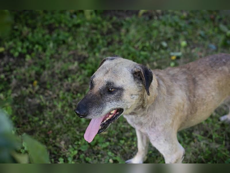 Darijo: Geschenk in Hundeform
