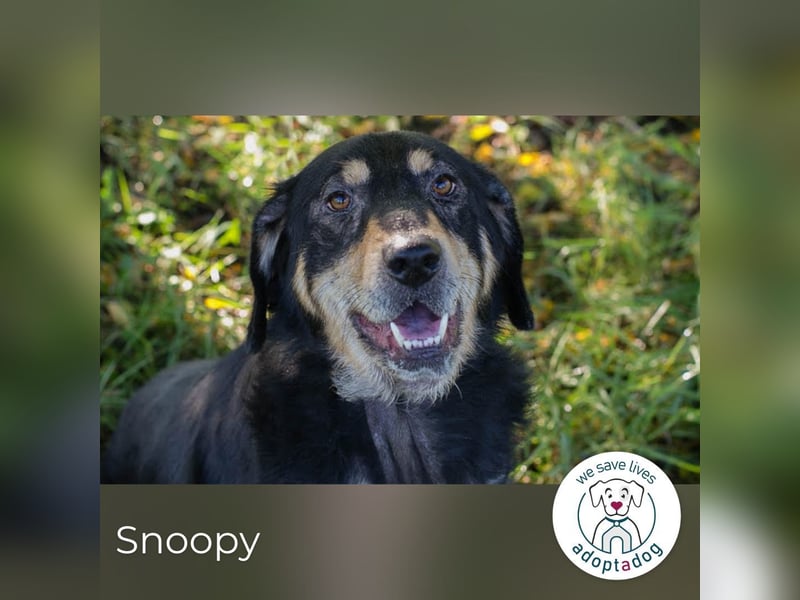 Snoopy: fröhlicher Rüde