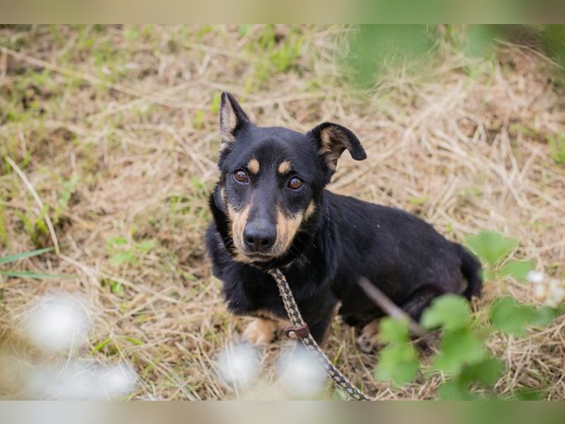 Thom: Sucht ein Zuhause