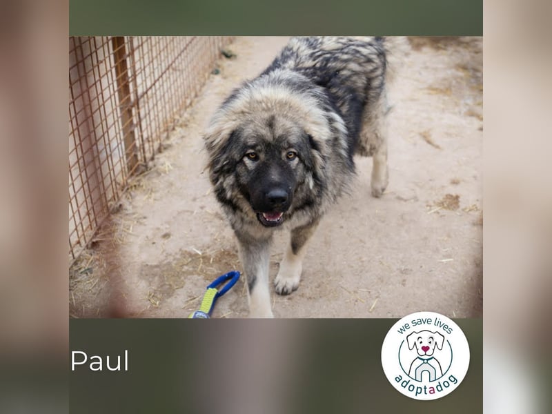 Paul: Besonderer Hund braucht ein Zuhause