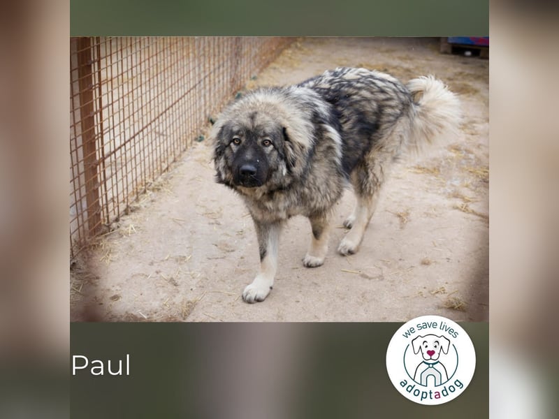 Paul: Besonderer Hund braucht ein Zuhause