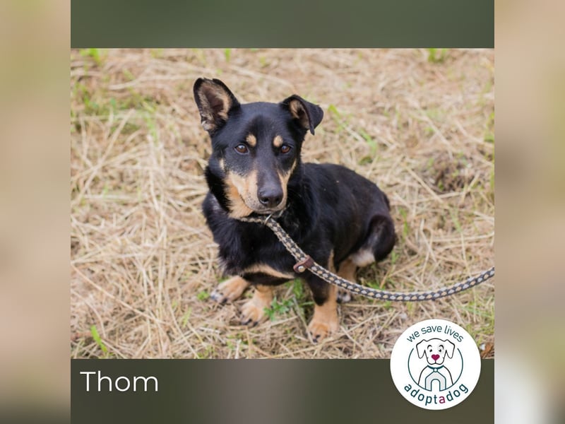 Thom: Sucht ein Zuhause