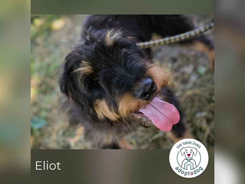 Eliot: Sucht ein Zuhause