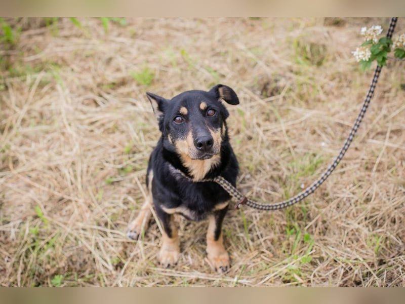 Thom: Sucht ein Zuhause