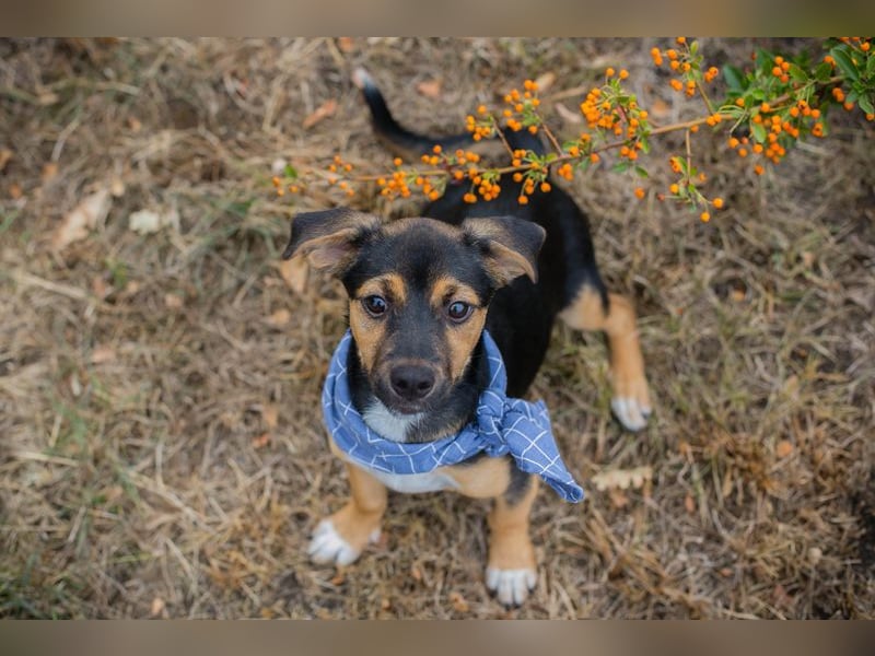 Chip 230354: Hundekind sucht ein Zuhause