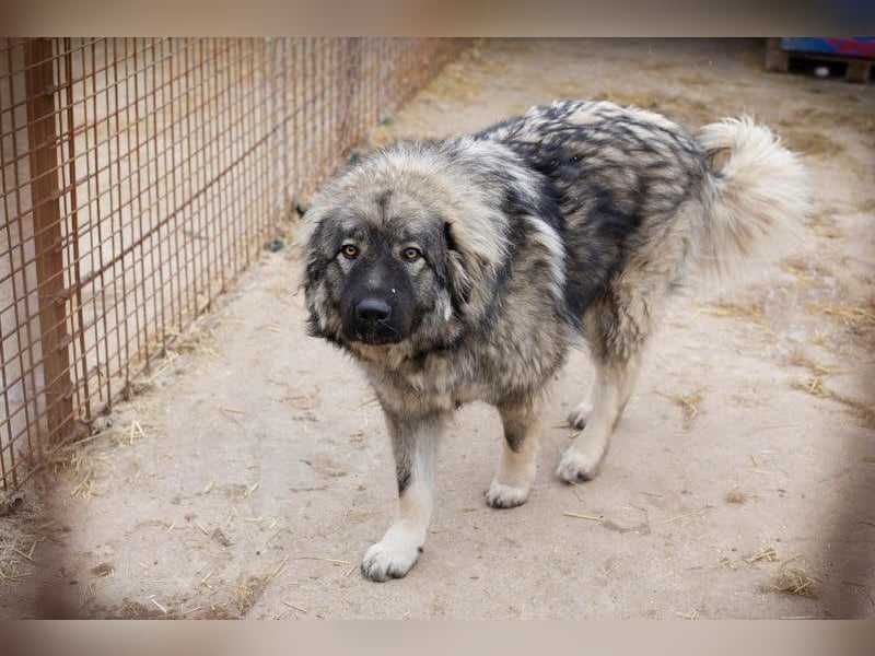Paul: Besonderer Hund braucht ein Zuhause
